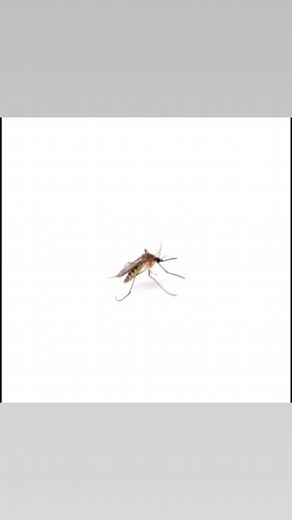 mosquito (@mosquitoe_sounds)’s videos with Bassdrop - Invector