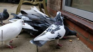 Feral pigeons in flock feeding on nuts and seed in urban house garden. Hand feeding and competing with squirrels.