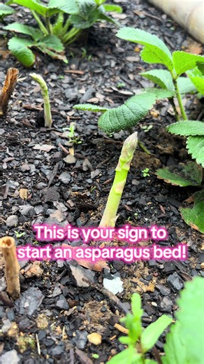 Follow along as we build our backyard garden #alabama #garden #outdoors #gardening #nature