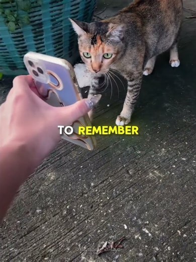 She Asked the Strays for Help… And They Answered ❤️‍🩹🐈