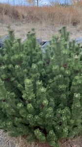 Several weeks of hard work. Turning driftwood into art | Gods Country Art