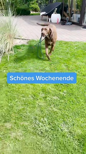 Frühaufsteher vs. Langschläfer: Ein Hunde- und Katzenvergleich