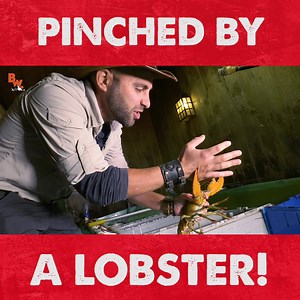 Coyote does the impossible.... and gets PINCHED by a LOBSTER! | Coyote Peterson