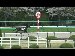 【落馬】【放馬】和田騎手は左腕を負傷 アットアブラストは自分の競馬をする‼ でも最後は馬がいない事に気づき一人で帰る 現地映像