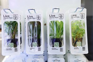 Beautiful, pre-packed aquarium plants, ready to go. Tropica Live Aquatic Plants, soon in your local store :-)! #TropicaAquariumPlants #MadeinDenmark #aquascaping | Tropica Aquarium Plants