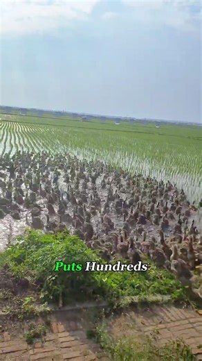 Innovative Farming: Ducks in Rice Fields