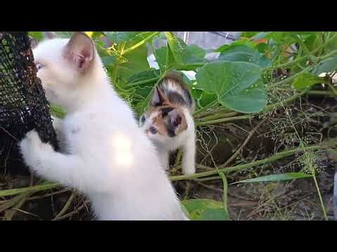 Mini Adventure! Kittens Sneaking Through Garden Leaves 😹