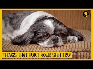 5 Things That Emotionally Hurt Your Shih Tzu