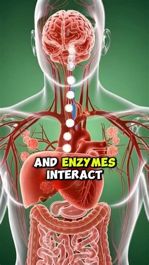 What Alcohol Does to Your Body – The Shocking Truth 🍺 #healthfacts