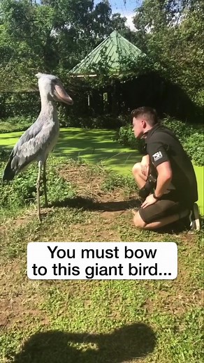 Meet Sushi the Shoebill Stork | Bird Bowing Compilation