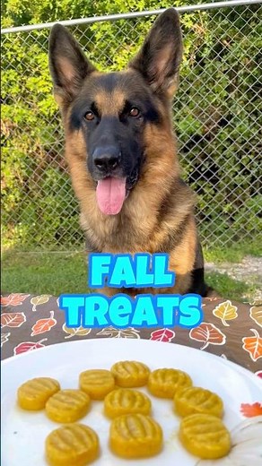 I Made HOMEMADE Fall Dog Treats and My German Shepherd LOVED Them