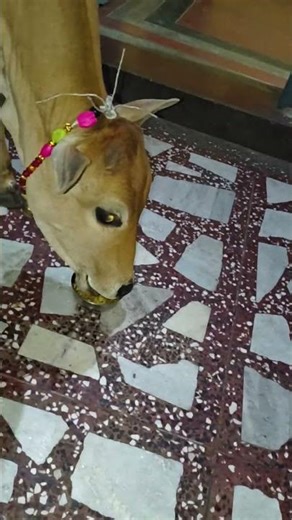 new member add in my home