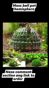 Moss ball pot or hemisphere For freshwater only #fypシ゚viralシ #fbviralreels #viralreels #videoviralreels #fbvideoviral #fbviral #fbviralvideo #naturelover #minigarden #koi #moss | All about pets