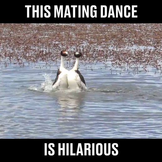 You need to watch these birds perform their mating dance 😂😂 Check out more from Living Wild in South America | LADbible