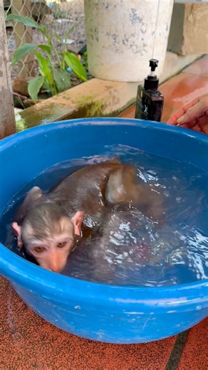 The baby monkey was very happy to be given a bath by its mother.🥰🥰