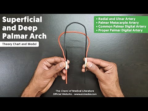 Superficial and Deep Palmar Arch | 2/2 | Upper Limb Anatomy | TCML