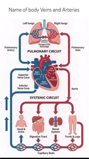 Circulatory system and its parts