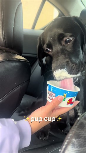 Understanding Labrador Behavior Through Their Eyes