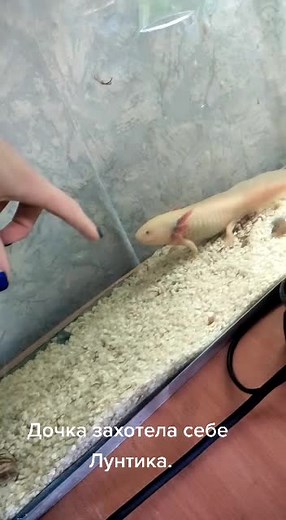 Discover the Fascinating World of Axolotls