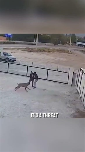 One Hand Calmed a Protective Dog Instantly #dogtraining