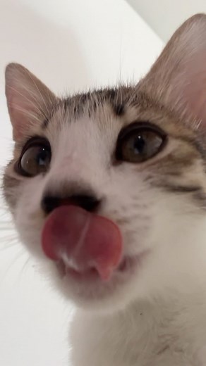 Ruby the baby cat | Oh hi, don’t mind me eating😋 #cat #cutecat #funnycat #kitten #kitty #kittycat | Instagram