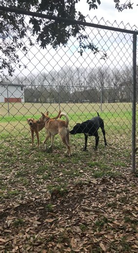 Dog park fun 🥰 #dogsoftiktok #dogmom #foryoupage