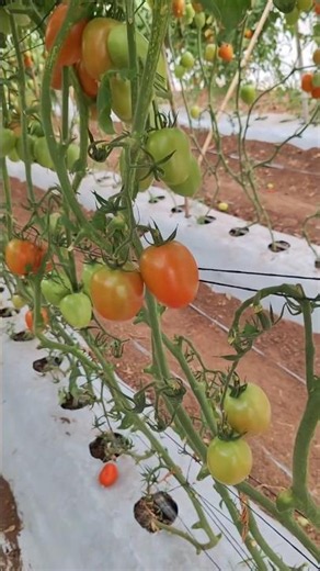 #1088 #Houseplants #Tomato | tomato tomato | Tomates | Pomidor | トマト ちゃん | 토마토 | помидор | بندوره