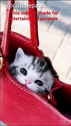 Funny Animal Compilation 😆😂|Part - 2| #shorts #funny #animals #comedy