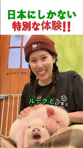 日本でしかできない？マイクロブタとメイドカフェの衝撃体験が凄すぎた！