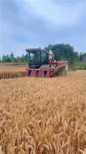 yanmar wheat cutting machine 🌾 #shorts #yanmar #combineharvester