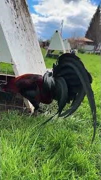 How to Properly Care for Gamefowl | Daily Routine, Feeding, Health & Ethical Tips