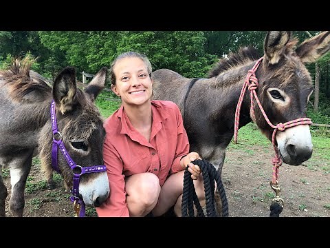 Mini Donkeys do Obstacle Course after 1 day of Training!