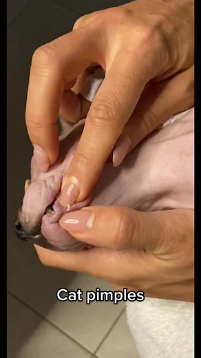 🐛 cleaning the sphynx #sphynxoftiktok #sphynx #sphynxcat #satisfying #pimple #pimplepop #pimples #pimplepopper #pimplepopper2021 #pimplepopperaddict #foryoupage #fyp #foryou #catpimples #sphynxpimples #sphynxtok