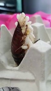Ever seen a Madagascar Hissing Cockroach give birth? Well, press play and now you have! 😁 https://www.joshsfrogs.com/live-insects-feeders/roaches.html | Josh's Frogs