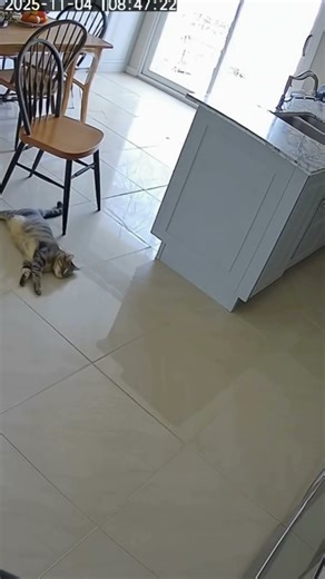 Little Moments That Make Life Better 😂🐾