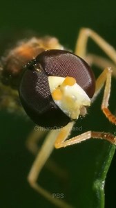 1.7K views · 48 reactions | #fly #flies #nature #naturelovers #insectfacts #insects #insectworld #wildlife #entomology #animalfacts Meet the hoverflies, nature's harmless mimics that play a crucial role in keeping our orange groves healthy. From their wasp-like disguise to their voracious larvae, the life of a hoverfly is a fascinating tale of survival and adaptation. | Critters On Demand | Facebook