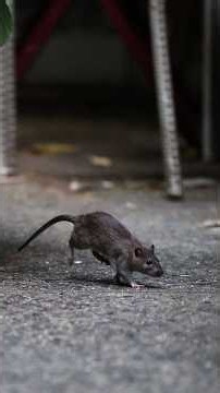Trash Bins Are Turning the Tide in NYC's 'War on Rats'