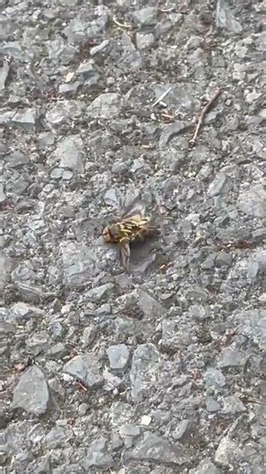 wasp catching a hover fly