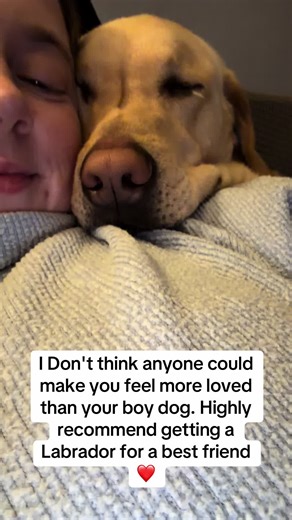 Adopt a Labrador: The Ultimate Loving Companion