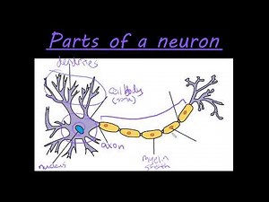 The different parts of a neuron