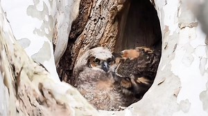 How beautiful his mother and baby great horned owl? Watch closely you’ll see baby try to preen mother’s eyelid and ear tuft! #owlmom #owlfamily #babyowl #theeowlqueen | Thee Owl Queen