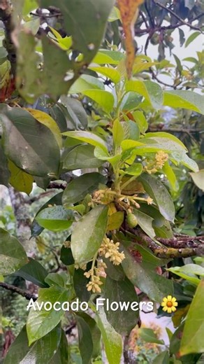 My Avocado tree started flowering ♥️