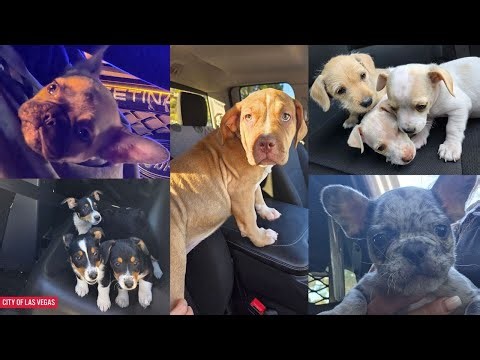 ‘Operation Pawsitive Change’ recovers 28 puppies, issues 56 citations in 2025