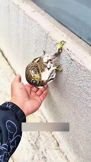 Le hibou le plus attachant du monde