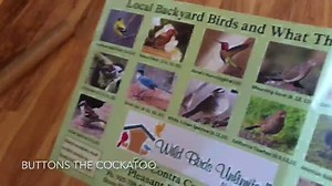 Identifying Wild Birds | Buttons the Cockatoo