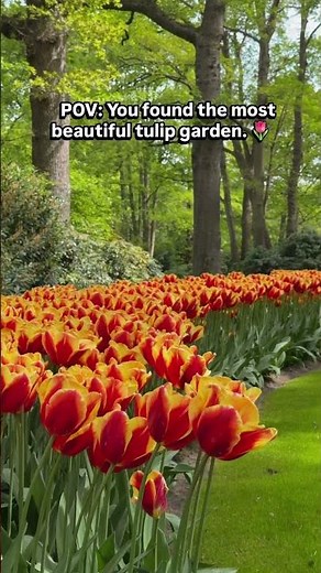 This tulip garden is absolutely insane (in the best way) 🌷 #travel #flowers #wanderlust