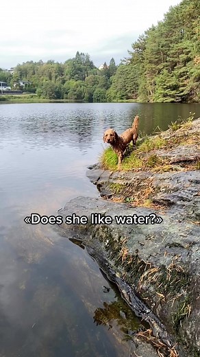 Cockapoo Water Adventure