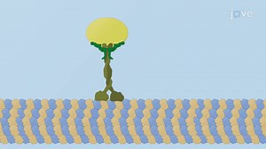 Video: Microtubule Associated Motor Proteins