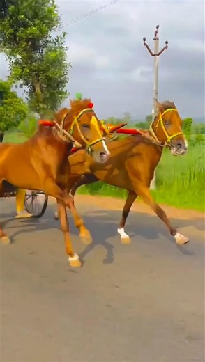 Ghoda gadi race Kolhapur ❤️‍🔥🤙🏻 | घोडा गाडी । घोडा गाडी प्रेमी कोल्हापूर । #shorts.