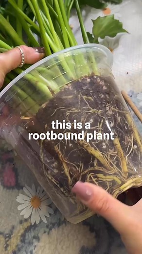 roots coming out the drainage holes don’t always mean a plant it rootbound.. share with someone who needs this 🫶🏼🔗 comment CLEAR POTS for links -or- comment REPOT for a free repotting guide ☺️... .#plantcaretips #houseplants #indoorplants #plantsofinstagram #repotyourplants #plantcare #planttips #rootbound #repotting repotting plant, how to repot houseplants, rootbound plants, how to know when to repot a plant care tips, repotting houseplants, signs of rootbound plant, indoor plant care, heal